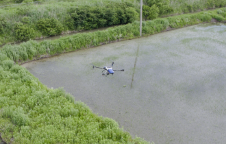 Heilongjiang | La pulvérisation de riz par drone ouvre une nouvelle ère de l'agriculture

