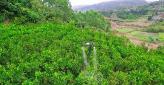 Robot EAVISION : la technologie transforme les méthodes de production d'arbres fruitiers au xishuangbanna
