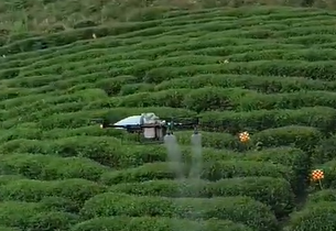 La région du thé de Taiwan explore l'utilisation de drones pour atténuer la pénurie de main-d'œuvre
