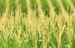 Application du drone phytosanitaire dans la production de maïs
