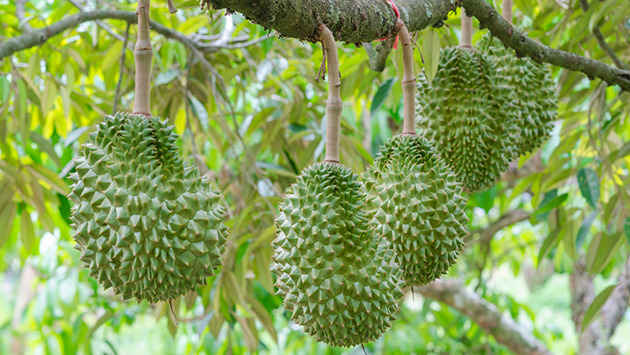 Comparaison et vérification de l'effet de la pulvérisation phytosanitaire du durian