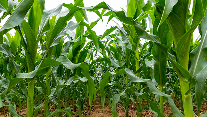 Vérification de la protection des plants de maïs par le pulvérisateur à drone EAVISION, effet de contrôle élevé et faible perte économique