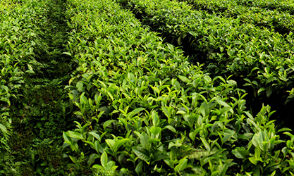 thor-ea2021a pour jardin de thé
