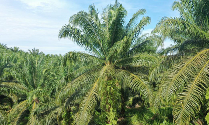 thor-ea2021a pour les palmiers à huile
